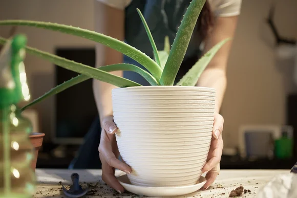 Person hält Aloe Vera Pflanze
